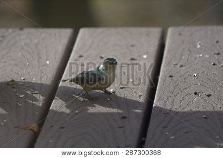 Nuthatcher Small Tiny Bird Eating Birdseed On A Backyard Deck Porch