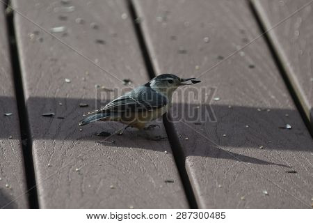 Nuthatcher Small Tiny Bird Eating Birdseed On A Backyard Deck Porch