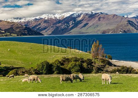 Sheep grazing on a field near Lake Hawea with mountains in the background, Sounh Island, New Zealand