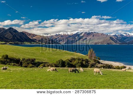 Sheep grazing on a field near Lake Hawea with mountains in the background, Sounh Island, New Zealand