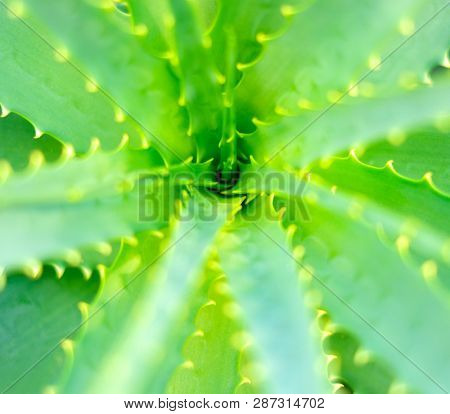 Close-up view of an Aloe Vera leavs
