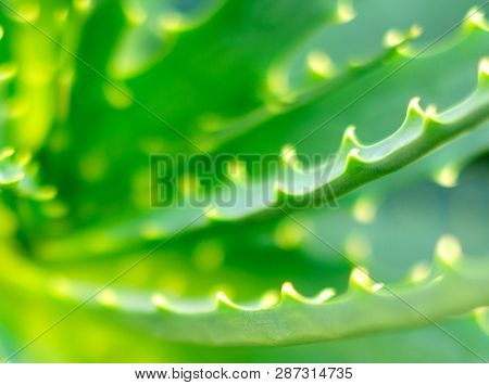 Close-up view of an Aloe Vera leavs