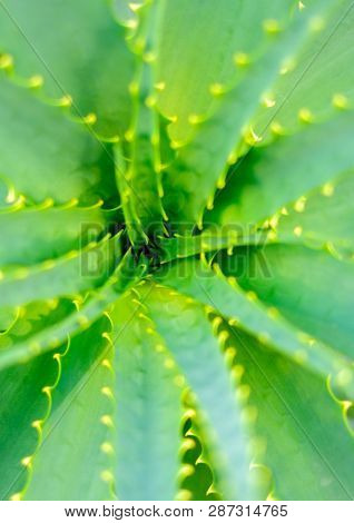 Close-up view of an Aloe Vera leavs