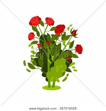 Flat Vector Icon Of Small Bush With Bright Red Roses And Green Leaves. Flowering Plant. Beautiful Ga