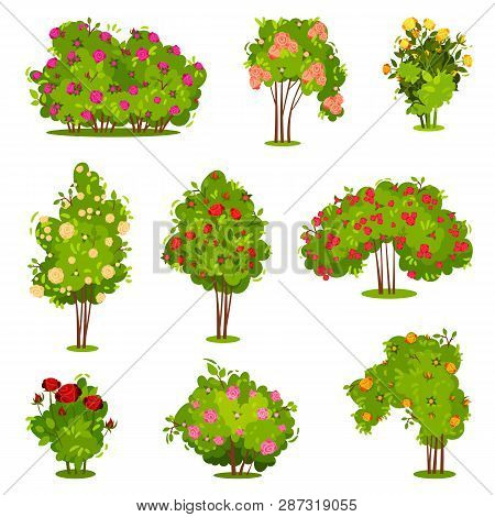 Flat Vector Set Of Roses Bushes. Green Shrubs With Beautiful Flowers. Garden Plants. Natural Landsca