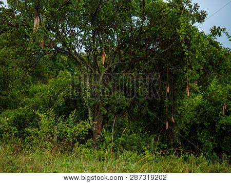 Sausage tree in Maasai Mara park, Kenya