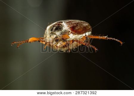 Chafer Beetle On Dark Background, Macro Shot