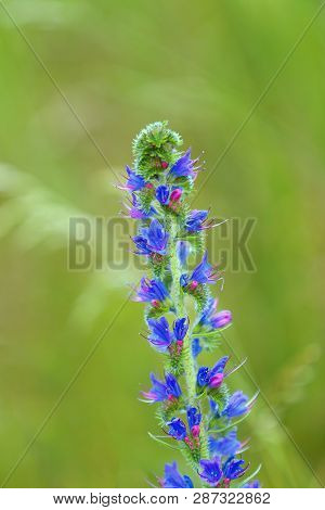 Summer Blueweed Flower Blossom