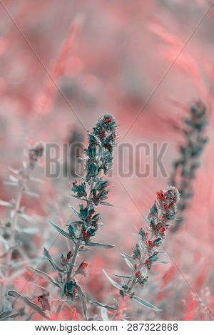 Summer Blueweed Flower Blossom