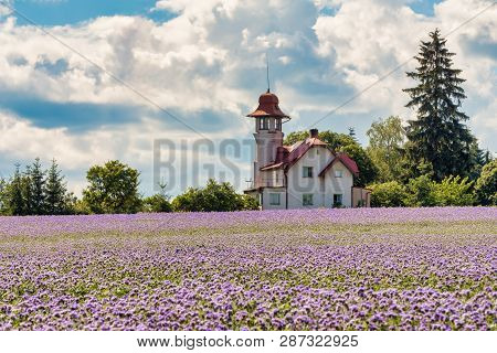 Phacelia Tanacetifolia Field, Countryside Scene. Phacelia Is Known By The Common Names Lacy Phacelia
