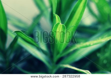 Close Up Of Dracaena Flowering Plant Or Dracaena Fragrans As Natural Flowering Plant Background - Bo