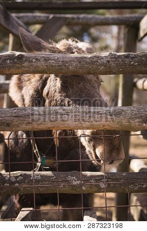 Closeup Of The Head Of An Elk With Brown Fur Behind A Fence In A Forest Reserve. A Huge Elk With Big