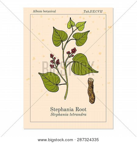 Stephania Tetrandra, Medicinal Plant. Hand Drawn Botanical Vector Illustration