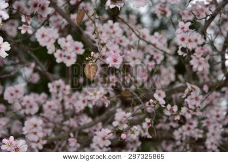 Almond Blossom. Spring Background Almond Blossoms Jerusalim