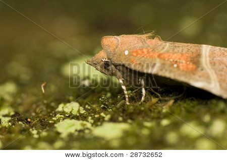 Scoliopteryx Libatrix