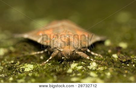 Scoliopteryx Libatrix