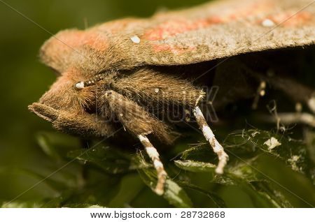 Scoliopteryx Libatrix