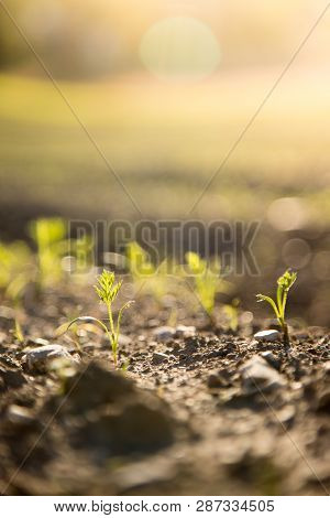 Fresh Green Plants On An Agriculture Field