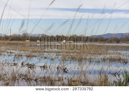 Horses Of The Camargue In The Natural Park Of The Marshes Of Ampurdán, Girona, Catalonia, Spain
