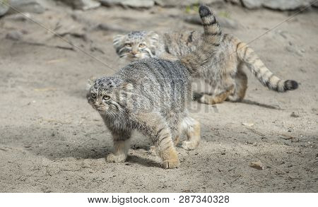 Pallas Cat (otocolobus Manul), Also Called Manul. Close Up Portrait Of Two Little Cute Manul Kittens