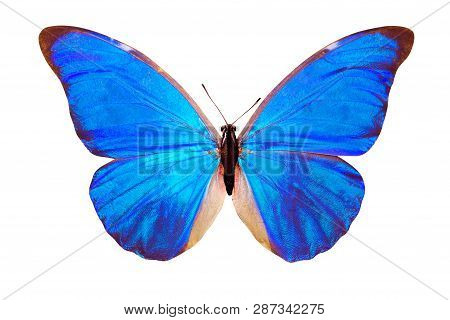 Tropical Blue Butterfly Morpho Anaxibia. Isolated On White Background