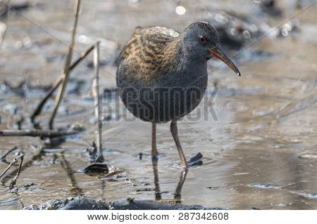 Water Rail Bird, Rallus Aquaticus Eating Dirt