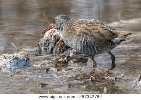 Water Rail Bird, Rallus Aquaticus Eating Dirt