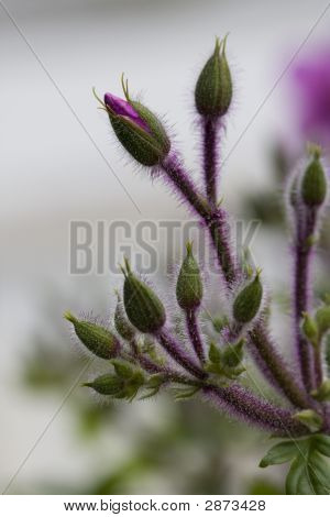 Molla pulsante fiori
