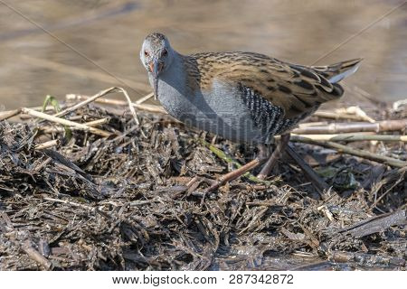 Water Rail Bird, Rallus Aquaticus Eating Dirt