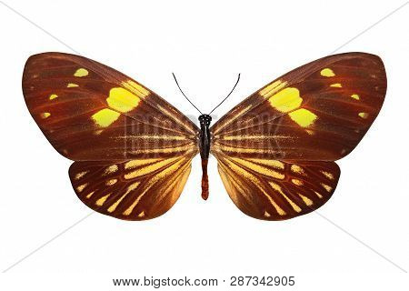 Brown Butterfly With Beautiful Yellow Stripes. Isolated On White Background