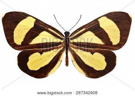 Brown Butterfly With Beautiful Yellow Stripes. Isolated On White Background