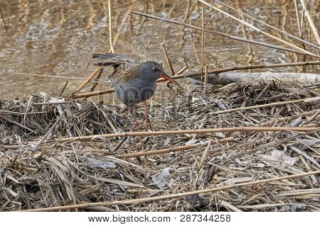 Water Rail Bird, Rallus Aquaticus