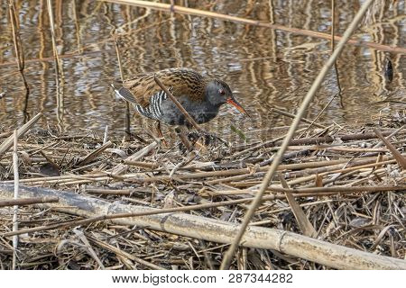 Water Rail Bird, Rallus Aquaticus
