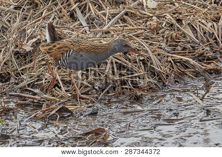 Water Rail Bird, Rallus Aquaticus