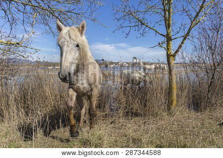 Horses Of The Camargue In The Natural Park Of The Marshes Of Ampurdán, Girona, Catalonia, Spain
