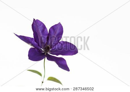 Violet Flower On The White Background. Soft, Gentle, Airy, Elegant Artistic Image. Selective Focus.