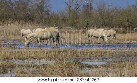 Horses Of The Camargue In The Natural Park Of The Marshes Of Ampurdán, Girona, Catalonia, Spain
