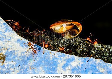 Red Ants Are Trying To Eat Snail Carcasses As Food.