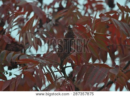 Staghorn Sumac Tree With Big Red Flower And Red Leaves, Autumn Time