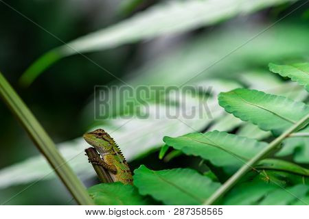 Oriental Garden Lizard, Eastern Garden Lizard, Changeable Lizard (calotes Mystaceus) In The Forest. 