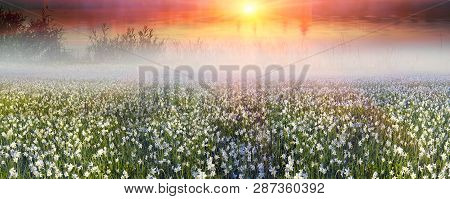 Wild Daffodils