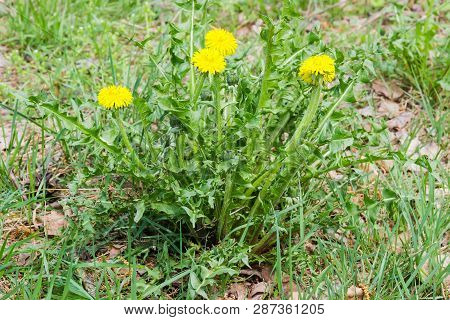 Single Plant Of Flowering Dandelion With Several Flowers And Basal Rosette Of Leaves On Glade
