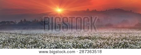 Narcissus Valley
