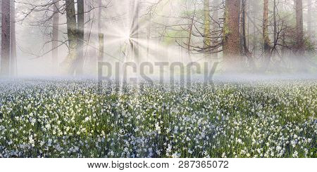 Narcissus At Dawn