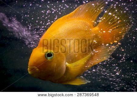 Red Parrot Aquarium Fish In The Bubbles Cloud.