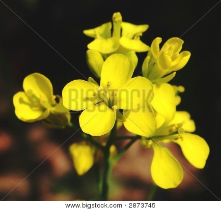 Mustered olie plante blomst