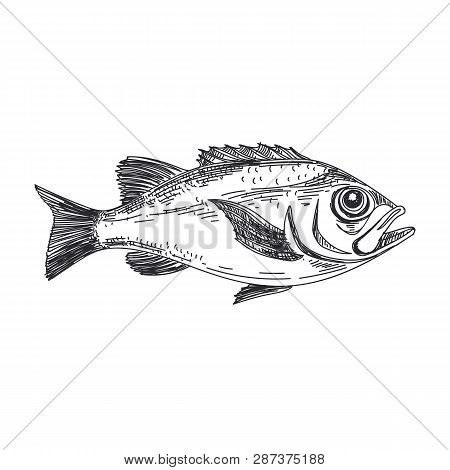Beautiful Vector Hand Drawn Lavender Fish Illustration. Detailed Retro Style Redfish Image. Vintage 