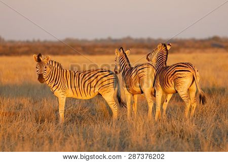 Plains zebras (Equus burchelli) in late afternoon light, Mokala National Park, South Africa