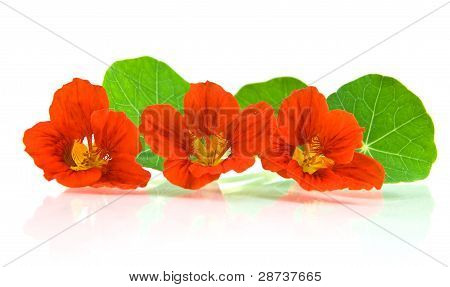 Capuchina rojo