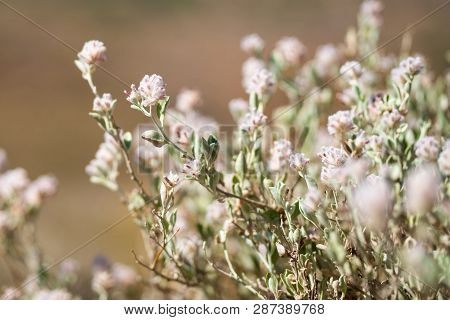 Australian White Smokebush Wildflower Or Conospermum Flowers In Nt Australia
